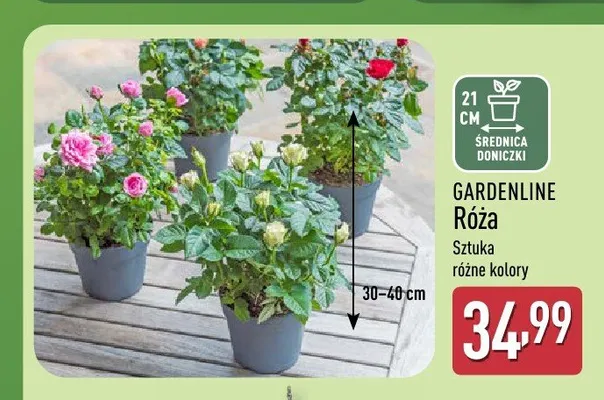 Róża w doniczce Gardenline promocja w Aldi