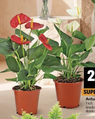 Anturium mix promocja w Delikatesy Centrum