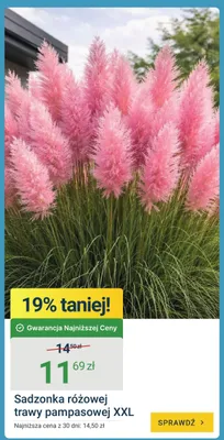 Sadzonka różowej trawy pampasowej XXL promocja w ERLI