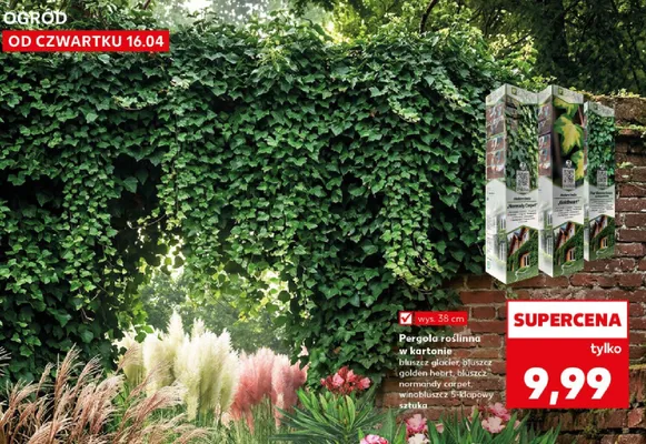 Pergola roślinna w kartonie bluszcz glacier, bluszcz golden heart, bluszcz normandy carpet, winobluszcz 5-klapowy promocja w Kaufland