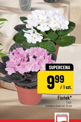 Fiołek promocja w POLOmarket