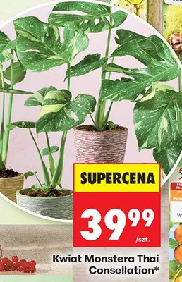 Kwiat Monstera Thai Consellation promocja w Biedronka