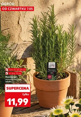 Rozmaryn aromatyczne zioło promocja w Kaufland