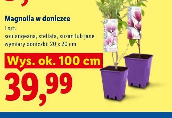 Magnolia w doniczce stellata wys. ok. 100cm promocja w Lidl