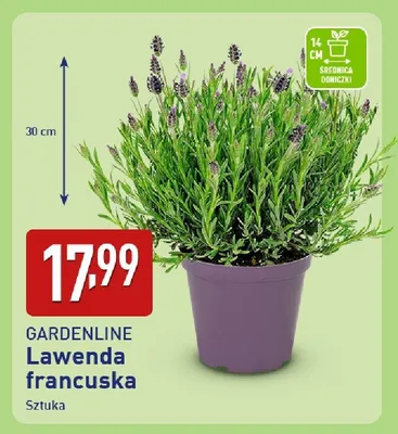 Lawenda francuska promocja w Aldi