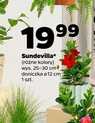 Sundevilla wys. 25-30cm doniczka ø 12cm promocja w Netto