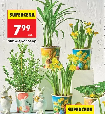 Mix wielkanocny roślin promocja w Biedronka