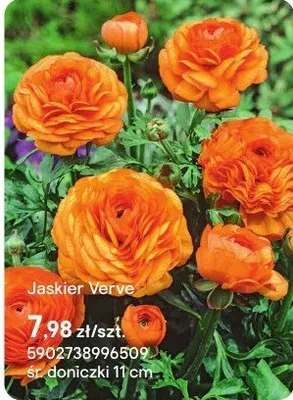 Jaskier Verve promocja w Castorama