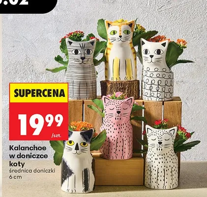 Kalanchoe w doniczce koty promocja w Biedronka