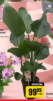 Strelitza średnica doniczki 19cm promocja w POLOmarket