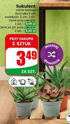 Sukulent promocja w Dino