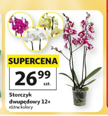 Storczyk dwupędowy 12+ promocja w Auchan