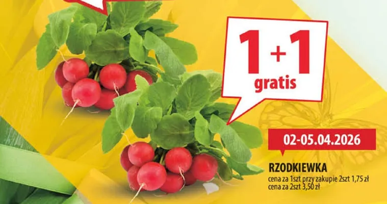 Rzodkiewka promocja w Arhelan