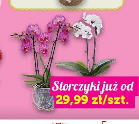 Storczyki promocja w TOPAZ