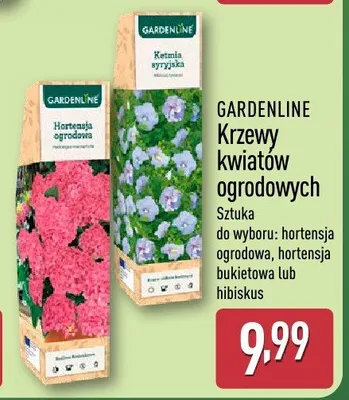 Krzewy kwiatów ogrodowych promocja w Aldi