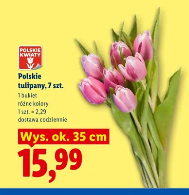 Tulipany polskie Polskie Kwiaty 7-pak promocja w Lidl