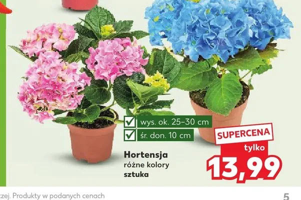 Hortensja promocja w Kaufland