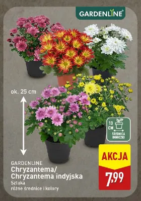 Chryzantema indyjska Gardenline promocja w Aldi