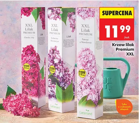 Krzew lilak Premium XXL promocja w Biedronka
