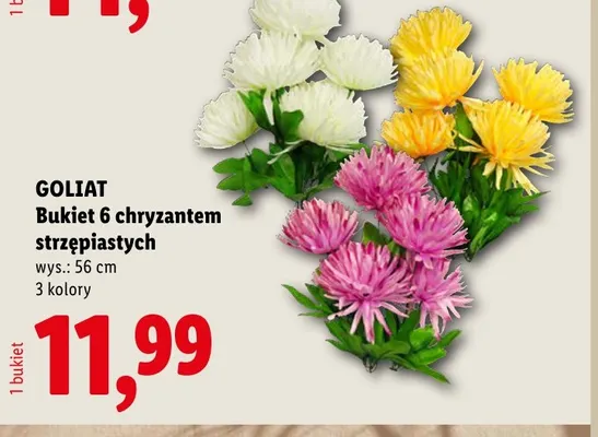 Bukiet 6 chryzantem strzępiastych Goliat 56 cm promocja w Lidl