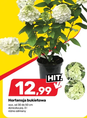 Hortensja bukietowa wys. od 30 do 50cm doniczka poj. 3l promocja w Bricomarche