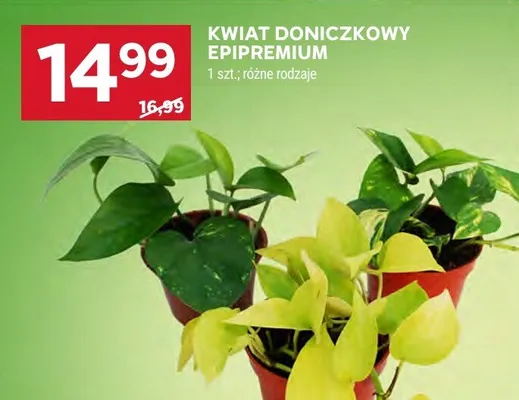 Kwiat doniczkowy Epipremium promocja w Stokrotka