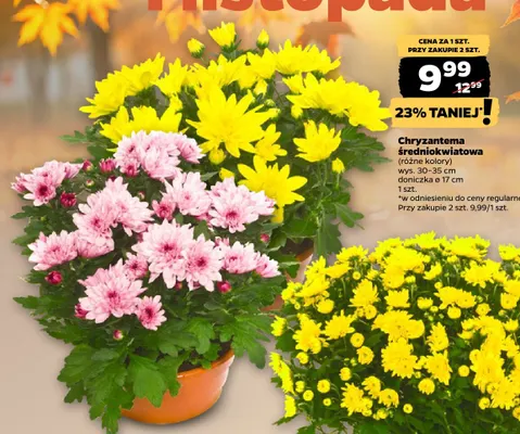 Chryzantema średniokwiatowa promocja w Netto