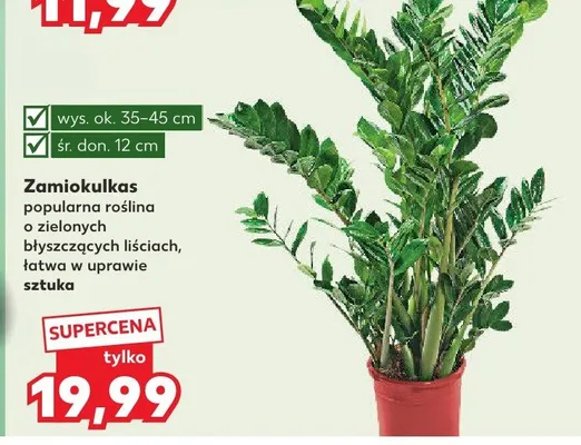 Zamiokulkas  promocja w Kaufland