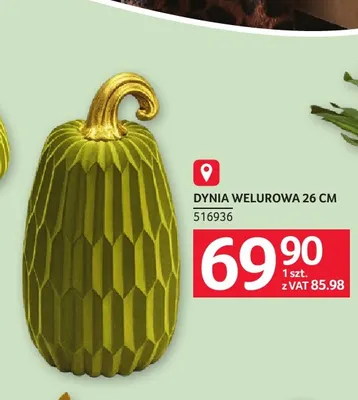 Dynia welurowa 26 cm Selgros promocja w Selgros