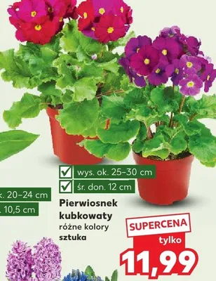 Pierwiosnek kubkowy różne kolory promocja w Kaufland