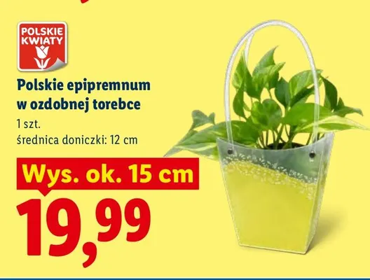 Polskie epipremnum w ozdobnej torebce promocja w Lidl