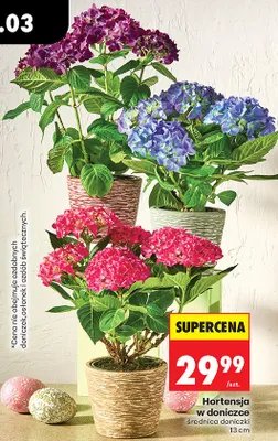 Hortensja w doniczce promocja w Biedronka