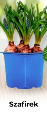 Gazetka, strona 19 promocja w PSB Mrówka