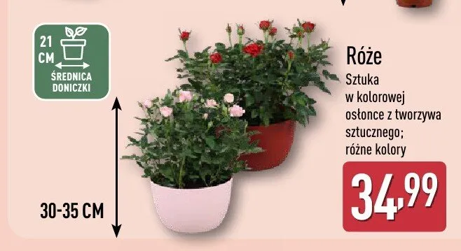 Róże sztuka w kolorowej osłonce z tworzyw sztucznego różne kolory promocja w Aldi