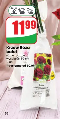 Krzew Róża balot promocja w Dino