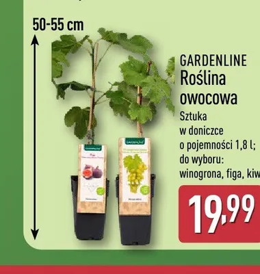 Roślina owocowa w doniczce GARDENLINE figa promocja w Aldi