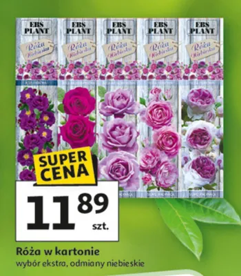 Róża w kartonie wybór ekstra, odmiany niebieskie promocja w Auchan