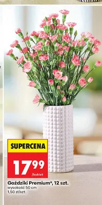 Goździki Premium 12 sztuk wysokość 50 cm promocja w Biedronka