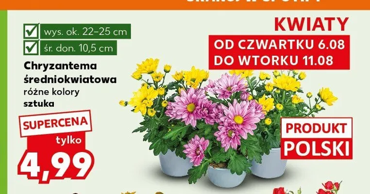Chryzantema średniokwiatowa promocja w Kaufland
