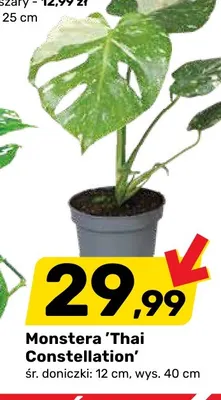 Monstera 'Thai Constellation' śr. doniczki 12 cm wys. 40 promocja w Bricomarche