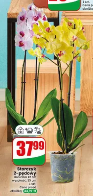 Storczyk 2-pędowy doniczka 12 cm wysokość 55 promocja w Dino