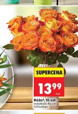Róża promocja w Biedronka