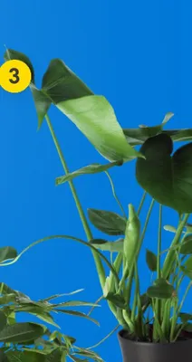 Roślina doniczkowa Monstera promocja w Castorama