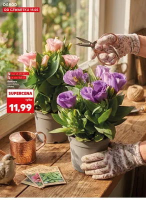 Eustoma wys. ok. 25-30cm śr. don. 10,5cm promocja w Kaufland