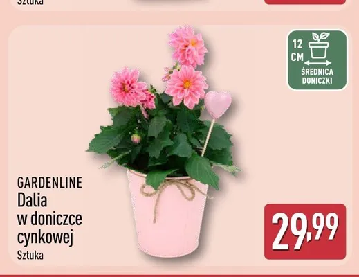 Dalia w doniczce cynkowej GARDENLINE promocja w Aldi