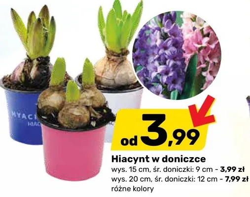 Hiacynt w doniczce promocja w Bricomarche