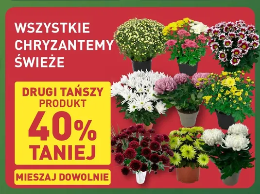 Chryzantemy świeże promocja w Aldi