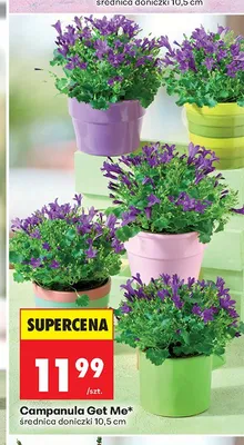 Campanula Get Me promocja w Biedronka