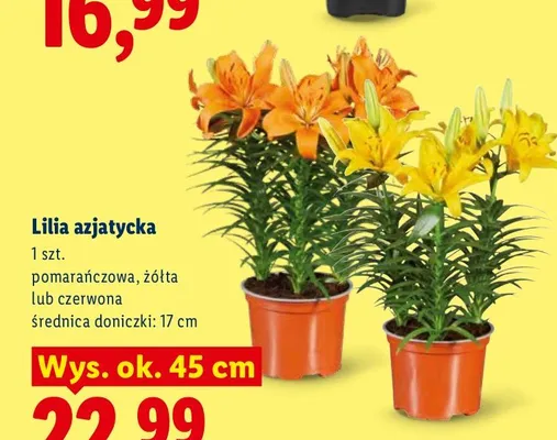 Lilia azjatycka czerwona promocja w Lidl