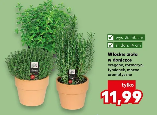 Włoskie zioła w doniczce oregano, rozmaryn, tymianek, mocno aromatyczne promocja w Kaufland